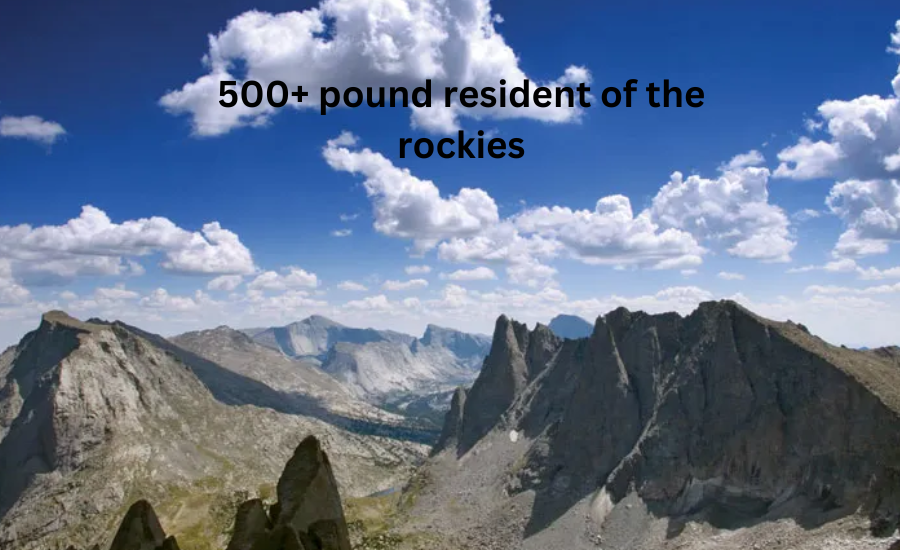 500+ pound resident of the rockies