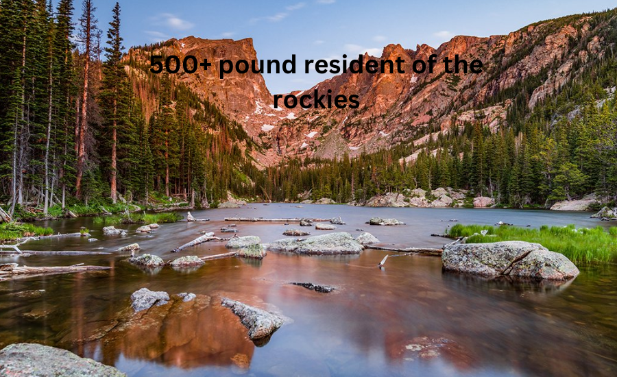 A Journey as a 500+ Pound Resident in the Rockies