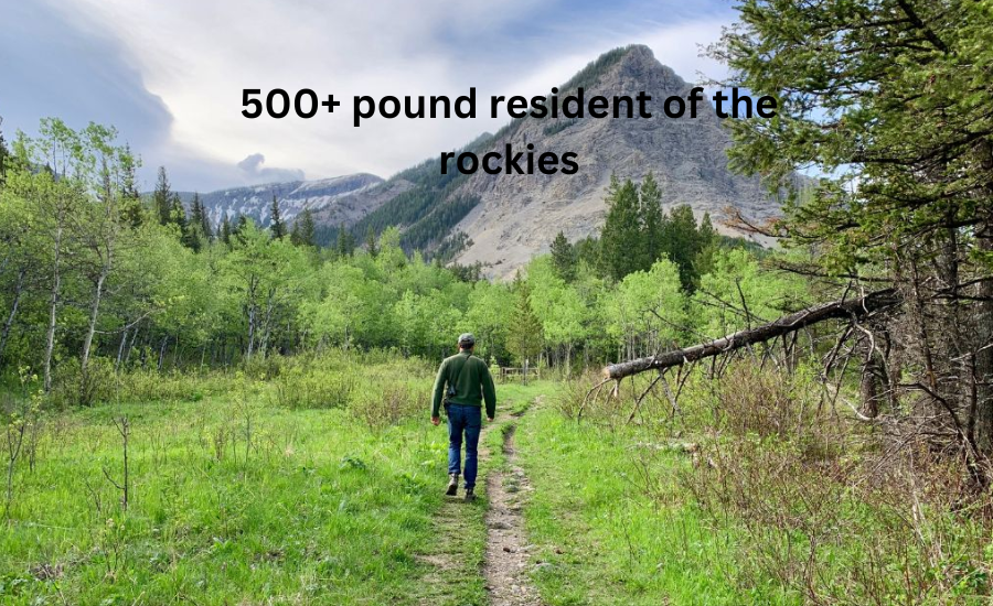 500+ pound resident of the rockies