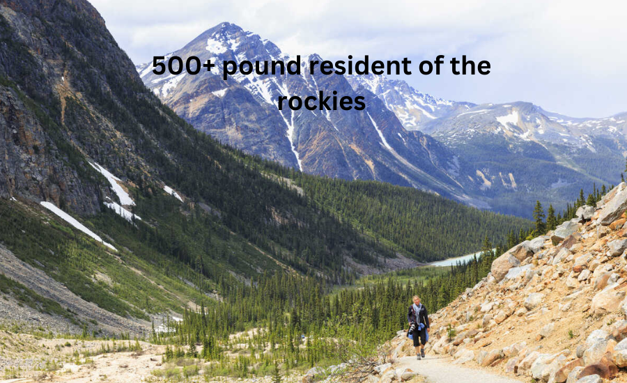 500+ pound resident of the rockies