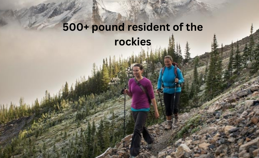 500+ pound resident of the rockies