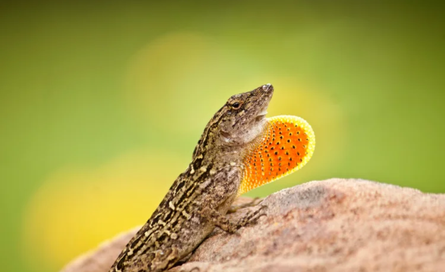 A Guide To Caring For Lizards: Tips From Lizardbreath5678